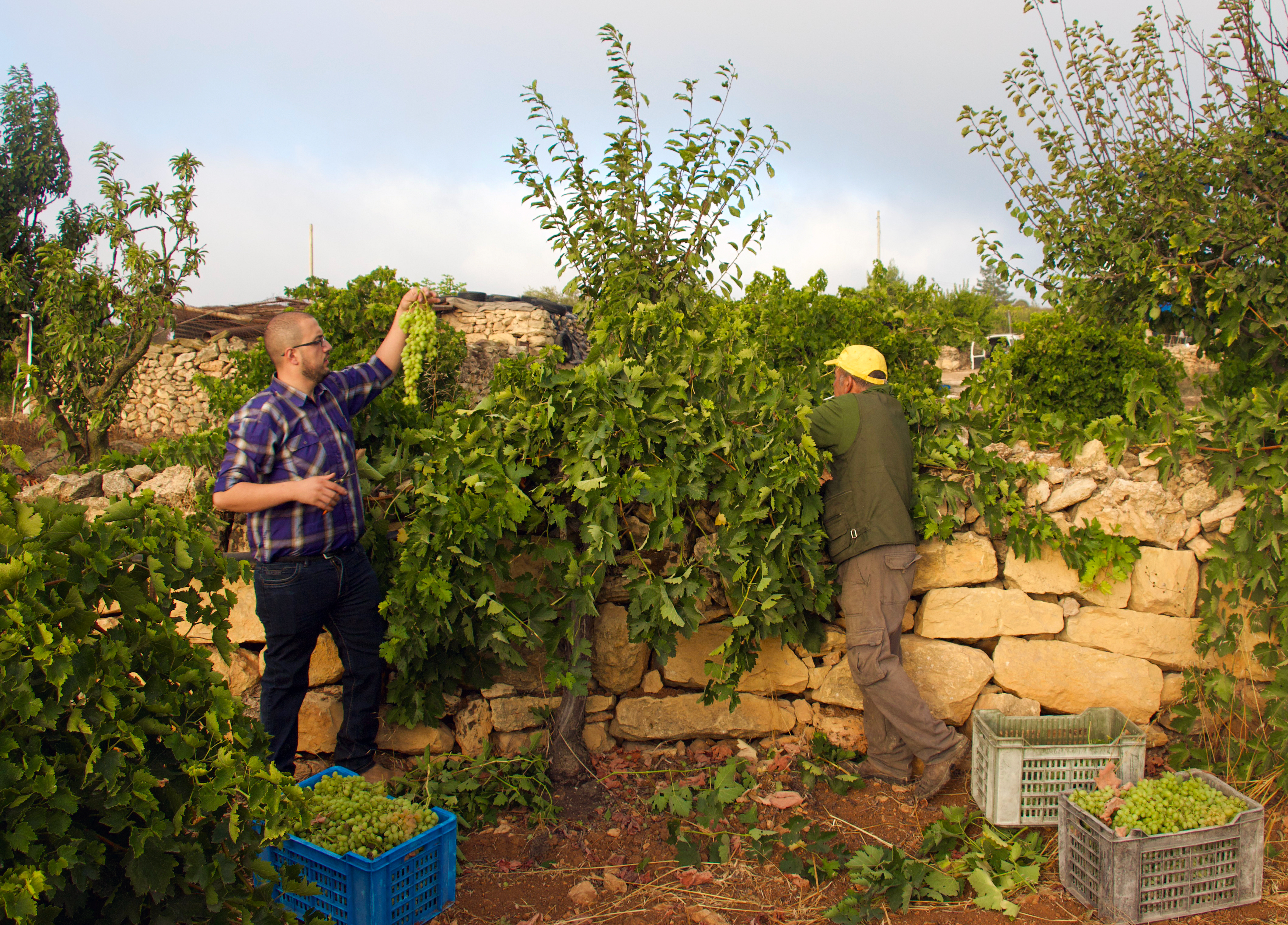 Two men pick grapes from large vine clusters on a low brick wall.